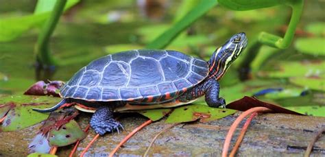 Many thanks for the voice acting contest organisers for giving me the number one spot! Painted Turtle - Facts and Beyond | Biology Dictionary