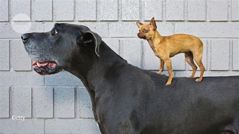 Mutation Explains Vary Of Canine Sizes Liberty Limelight