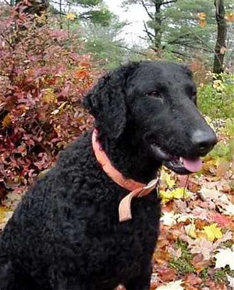 curly coated retriever dog breed information puppies pictures