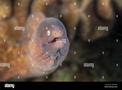 White Eyed Moray Eel Peeking Out From Its Hide Out Stock Photo Alamy