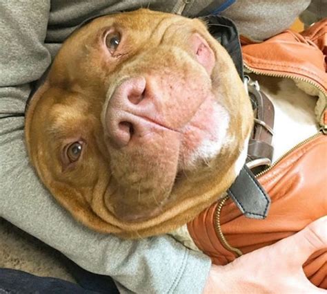 Meet Meaty The Dog Who Cant Stop Smiling After Being Rescued From A