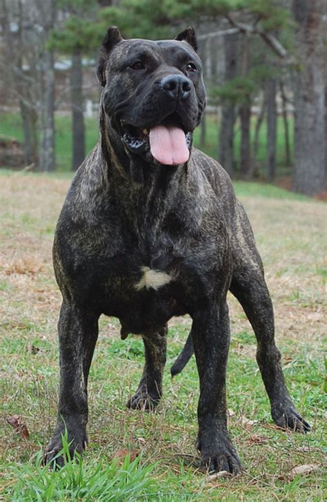5 Large Dog Breeds For Tough Guys And Gals Pethelpful