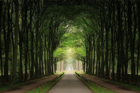 Amazing Tree Lined Path Wonderful