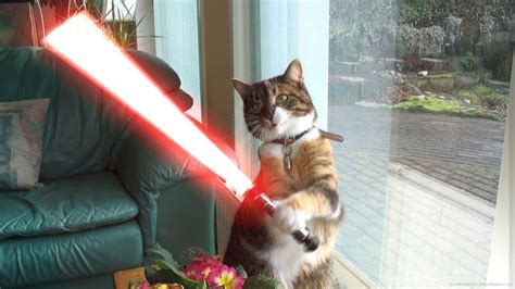Jedi Cat With A Sith Lord Star Wars Youtube
