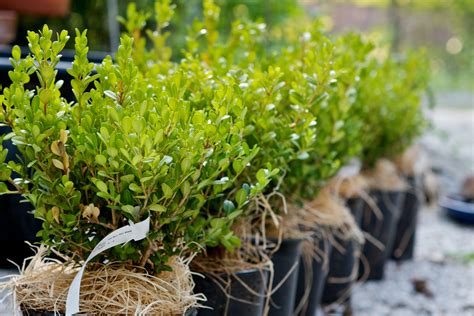 Photo How To For Planting Boxwood Hedges