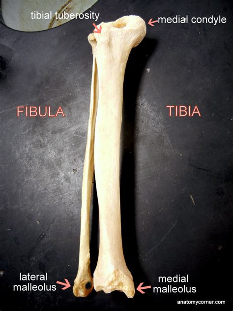 When you feel your shinbone, this is what you're feeling. tibia_fibula_labeled