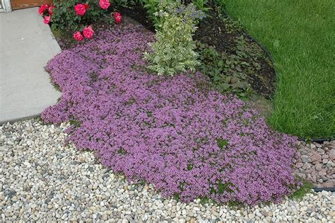 How To Grow Creeping Thyme Complete Guide