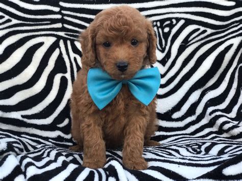 Look at pictures of goldendoodle puppies who need a home. View Ad: Goldendoodle (Miniature) Puppy for Sale near ...