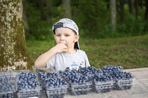 Kids Love Picking Blueberries Here In 2021 Blueberry Farm Blueberry