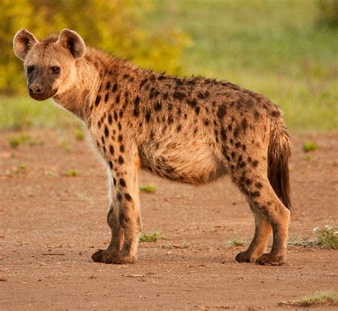11600 Hyena Images Pictures Stock Photos Pictures And Royalty Free