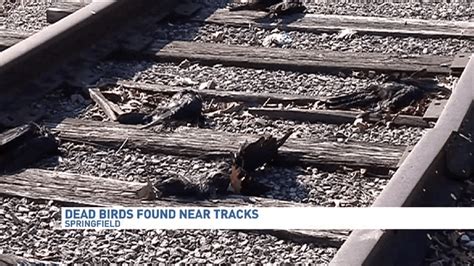 Crows Found Dead Along Calhoun Co Railroad Tracks