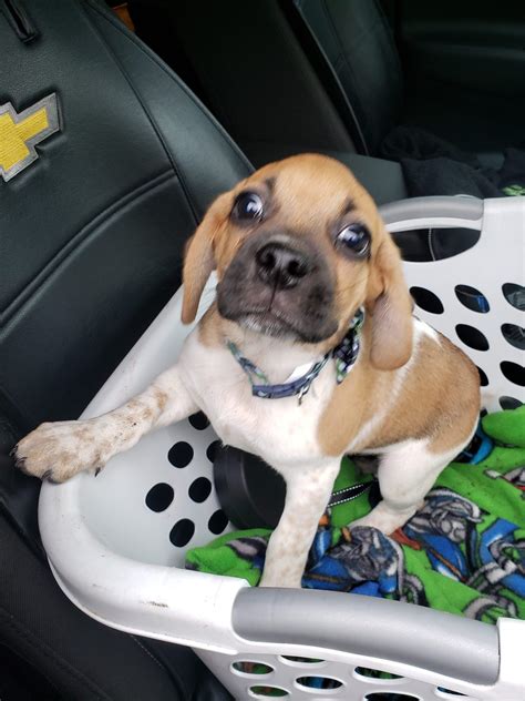 Puggle Puppy For Sale Puggle Puppies For Sale Dogs And Puppies Golden