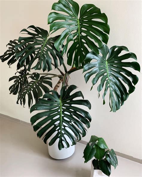 The Top 10 Most Popular Houseplants According To Instagram House