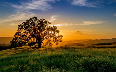 Wallpaper Sunset Tree Rays Sun Meadow Grass Horizon Field