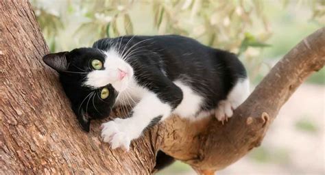 Tuxedo Cats 38 Awesome Facts About Bicolor Cats