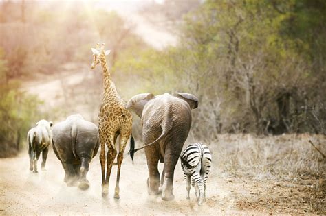 Africa Safari Animals Bemærkelsesværdigt Fototapet Photowall