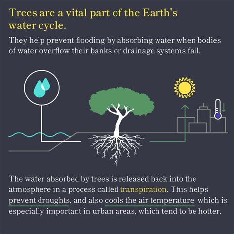 Reasons Why Trees Are Awesome