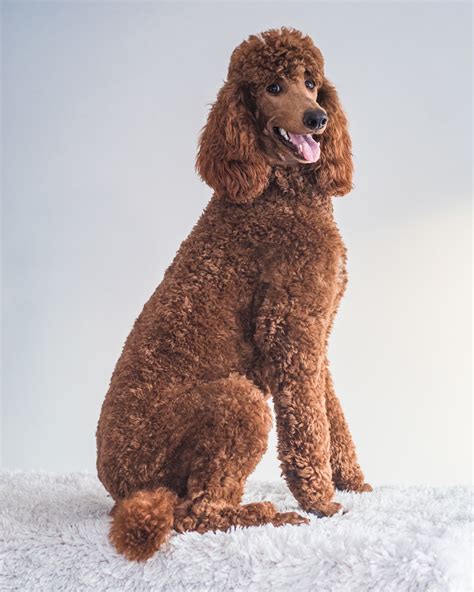 Poodles Dont Shed Well Sorta The 411 On Poodle Coats — Galavanting