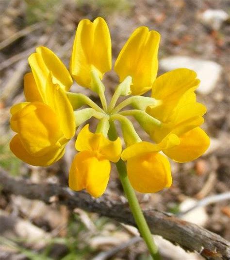 Coronilla Minima Cursos Alquimicos