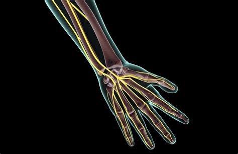 Median Nerve Anatomy Function And Treatment