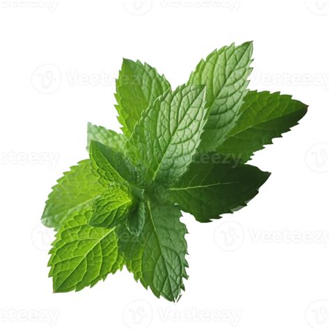 Peppermint Green Leaf In Png 23628990 Png