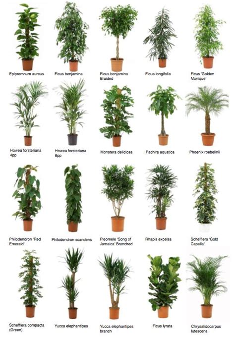 Common Office Plants — Uk