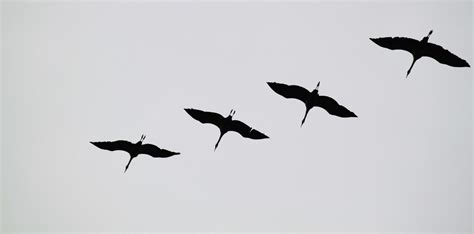 Free Photo Birds Flying Animal Bird Group Free Download Jooinn