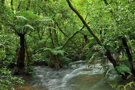 Atlantic Forest In Brazil Costa Leste Forest Photos Water Element
