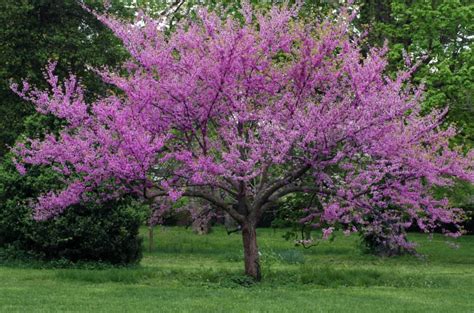 Forest Pansy Redbud Vs Eastern Redbud Whats The Difference Wiki Point