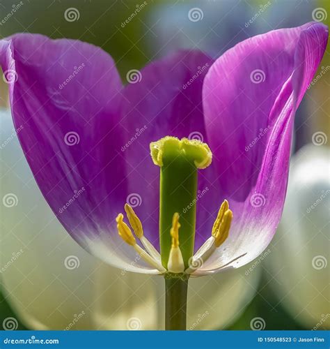 595 Tulip Organs Stock Photos Free And Royalty Free Stock Photos From