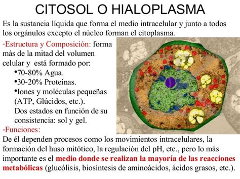 Tema 10 Citosol Ribosomasetc