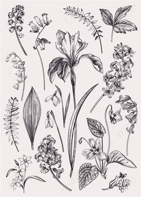Set With Spring Flowers Vintage Botanical Illustration Vector Floral