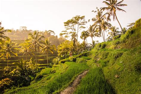 A Complete Guide To The Most Beautiful Rice Fields In Ubud Omnivagant