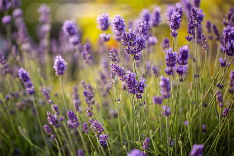 How To Grow True English Lavender Lavender Plant Plants Hardy Perennials