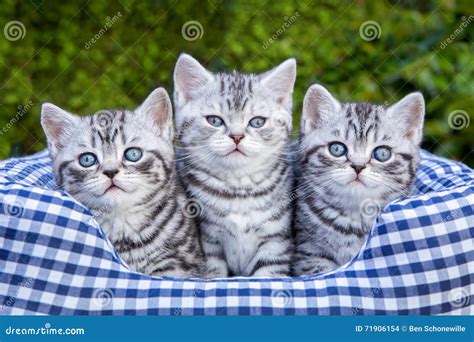 Three Young Silver Tabby Cats In Checkered Basket Stock Photo Image