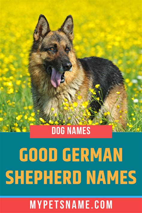 Choosing From Many Good German Shepherd Names Is An Incredibly
