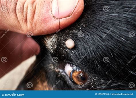 Tick On The Dog`s Head Near The Eye Stock Photo