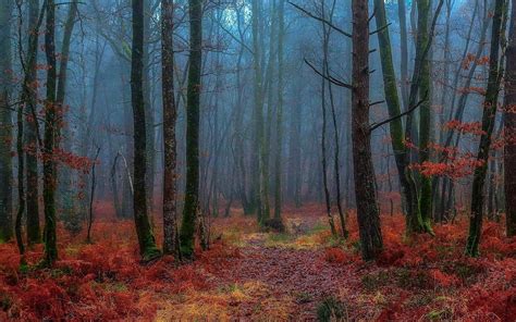 Misty Autumn Forest By Patrice Thomas