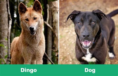 Dingo Vs Dog The Main Differences With Pictures Dogster