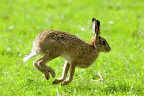 Hare Hopping In The Grass - Stock Photo - Dissolve
