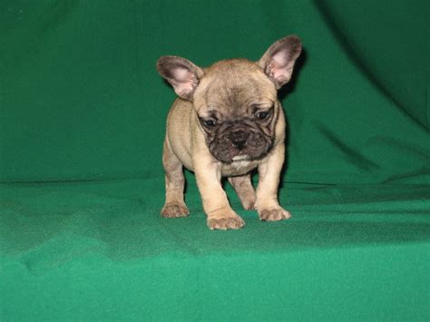 We are centrally located an hour from los angeles, orange. French bulldog puppies - French Bulldog In Los Angeles ...