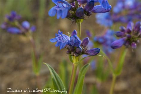 Maybe you would like to learn more about one of these? Idaho Wildflowers | Wild flowers, Idaho, Plants