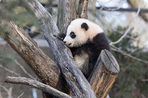 The National Zoos Panda Cub Is Learning To Climb Trees And Roll Down