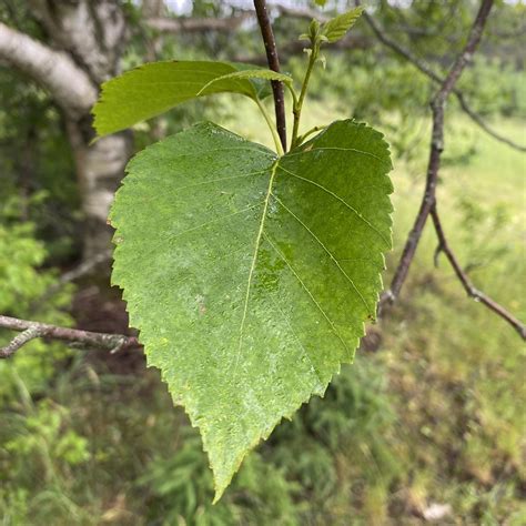 Paper Birch Tree Leaves