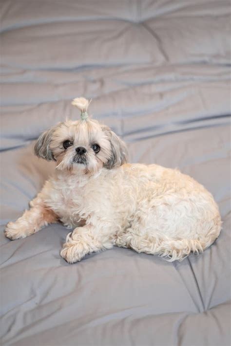 A Cute Fluffy Purebred Shih Tzu Shitzu Dog Adorable Light Puppy Shi