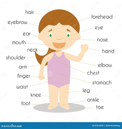 Human Body Parts Vocabulary In English Vector Illustration Stock Vector