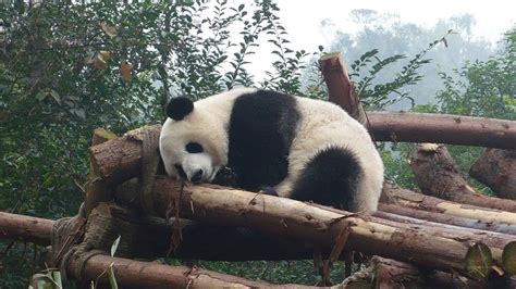 Chengdu Private Tour Research Base Of Giant Panda Breeding