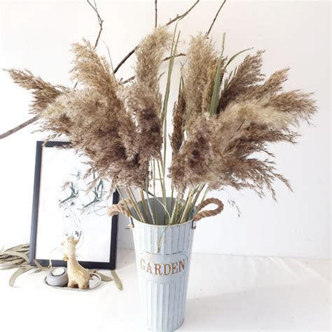 All indian states have their own government and union territories come under the. 2020 Real Pampas Grass Decor Natural Dried Flowers Plants ...