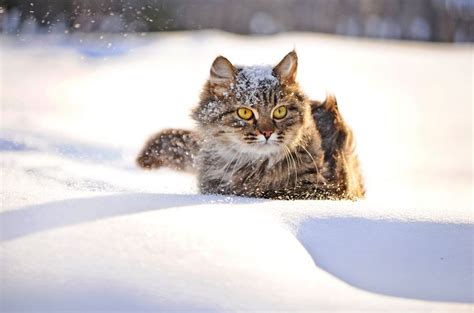 20 Cats That Appreciate Snow Mnn Mother Nature Network