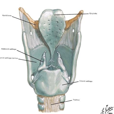 larynx – Outlander Anatomy